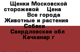 Щенки Московской сторожевой  › Цена ­ 25 000 - Все города Животные и растения » Собаки   . Свердловская обл.,Качканар г.